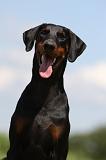 DOBERMANN 1259